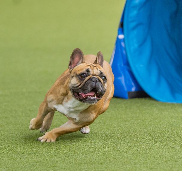 Agility training