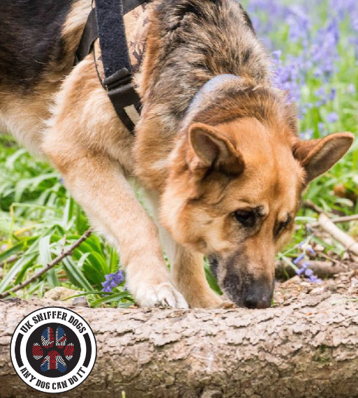 Scent detection training